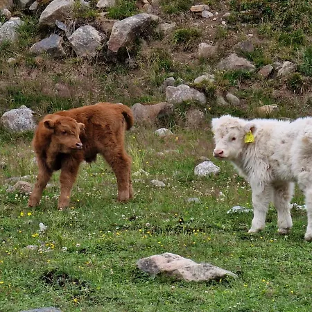 Vacation Tulikallio 度假居